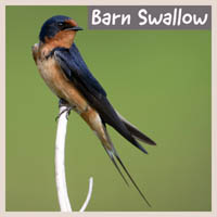 Barn Swallow